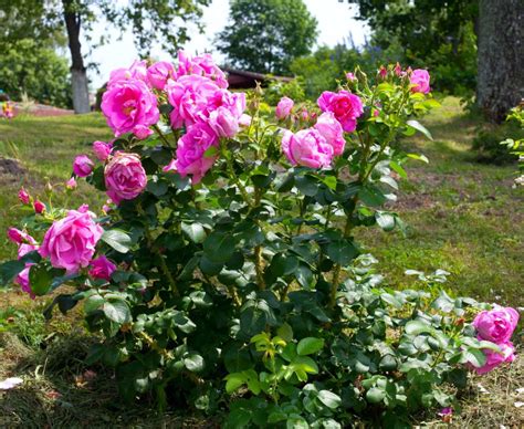 rose playboy|Rosé im Garten